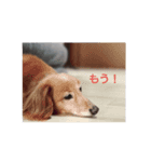 我が家の愛犬の日常言葉♪（個別スタンプ：7）