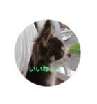 我が家の愛犬の日常言葉♪（個別スタンプ：8）