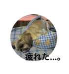それいけ！ジョンぷー（個別スタンプ：17）
