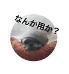 それいけ！ジョンぷー（個別スタンプ：25）