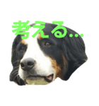バニ顔（個別スタンプ：4）