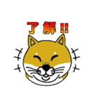 柴犬紅龍号（個別スタンプ：1）