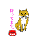 柴犬紅龍号（個別スタンプ：28）