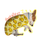 Diamond is happy（個別スタンプ：4）