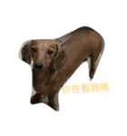 eeoo（個別スタンプ：1）