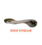 eeoo（個別スタンプ：8）