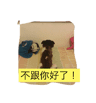 DogBallBalllee（個別スタンプ：2）