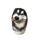 HuskyHabu（個別スタンプ：1）