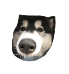 HuskyHabu（個別スタンプ：3）