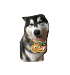 HuskyHabu（個別スタンプ：4）