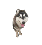 HuskyHabu（個別スタンプ：5）