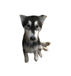 HuskyHabu（個別スタンプ：7）