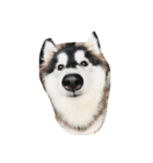 HuskyHabu（個別スタンプ：8）