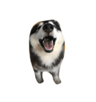 HuskyHabu（個別スタンプ：9）