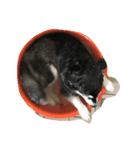 HuskyHabu（個別スタンプ：10）
