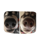 HuskyHabu（個別スタンプ：11）