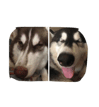 HuskyHabu（個別スタンプ：12）
