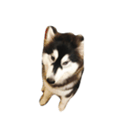 HuskyHabu（個別スタンプ：13）
