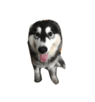 HuskyHabu（個別スタンプ：14）