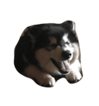 HuskyHabu（個別スタンプ：15）