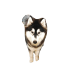 HuskyHabu（個別スタンプ：16）