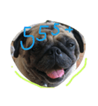Mhoham's Pug（個別スタンプ：2）