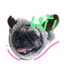 Mhoham's Pug（個別スタンプ：3）