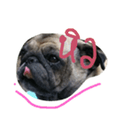 Mhoham's Pug（個別スタンプ：4）