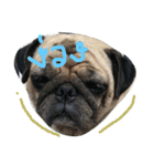 Mhoham's Pug（個別スタンプ：5）