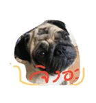 Mhoham's Pug（個別スタンプ：6）