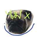 Mhoham's Pug（個別スタンプ：7）