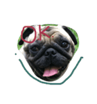 Mhoham's Pug（個別スタンプ：8）