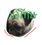 Mhoham's Pug（個別スタンプ：9）