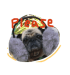 Mhoham's Pug（個別スタンプ：10）