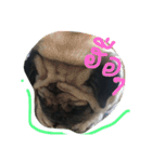 Mhoham's Pug（個別スタンプ：11）