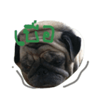 Mhoham's Pug（個別スタンプ：13）