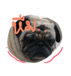 Mhoham's Pug（個別スタンプ：14）