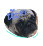 Mhoham's Pug（個別スタンプ：15）