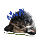 Mhoham's Pug（個別スタンプ：16）