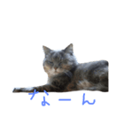 アメショのみるくと仲間たち（個別スタンプ：8）