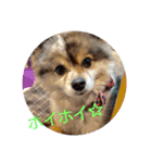 POMERANIANS TUNA（個別スタンプ：1）