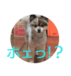 POMERANIANS TUNA（個別スタンプ：2）