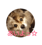 POMERANIANS TUNA（個別スタンプ：3）