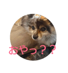 POMERANIANS TUNA（個別スタンプ：4）