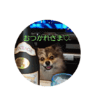 POMERANIANS TUNA（個別スタンプ：6）