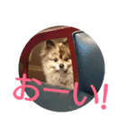 POMERANIANS TUNA（個別スタンプ：8）