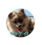 POMERANIANS TUNA（個別スタンプ：9）