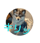 POMERANIANS TUNA（個別スタンプ：11）