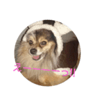 POMERANIANS TUNA（個別スタンプ：16）