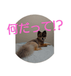 POMERANIANS TUNA（個別スタンプ：17）